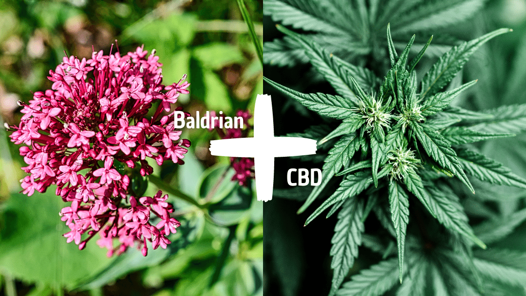 Baldrian und CBD in Kombination | Neurogold