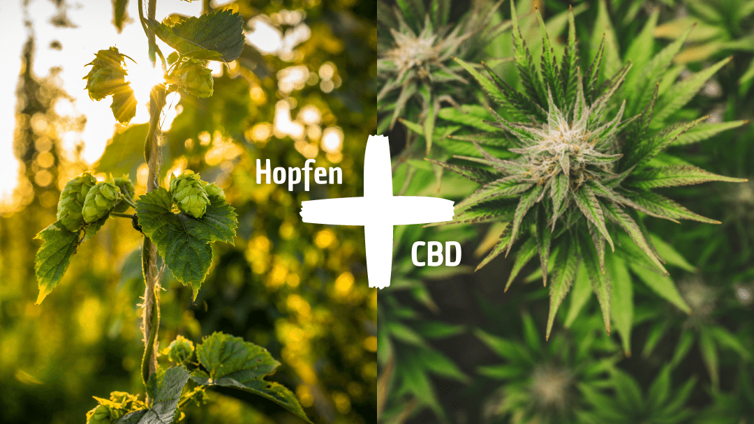 Hopfen und CBD Wirkweise und Synergien erklärt