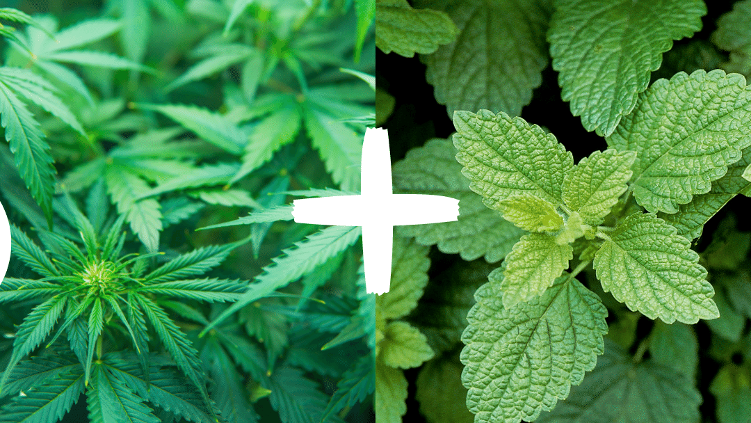 Die Kombination CBD und Melisse erklärt