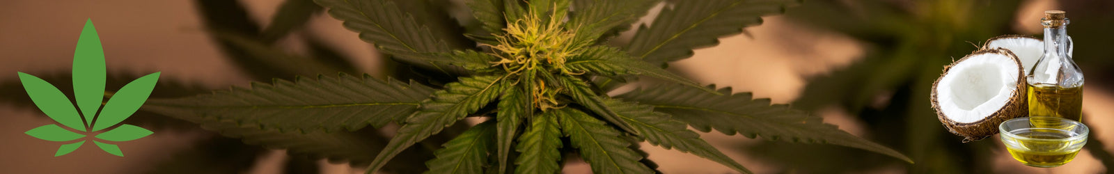 MCT Kokosöl mit CBD